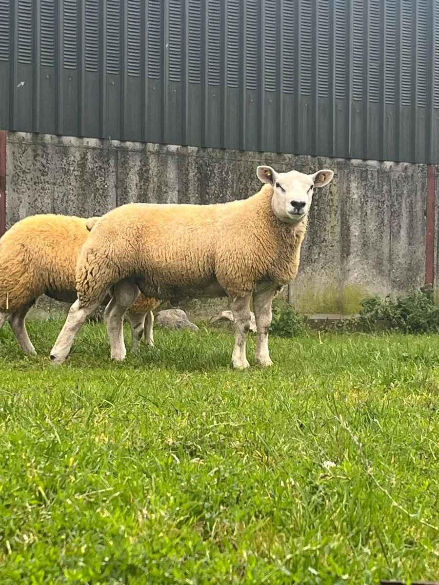 🔥🔥Serious pbr texel ram lamb for sale 🔥🔥 - Image 2