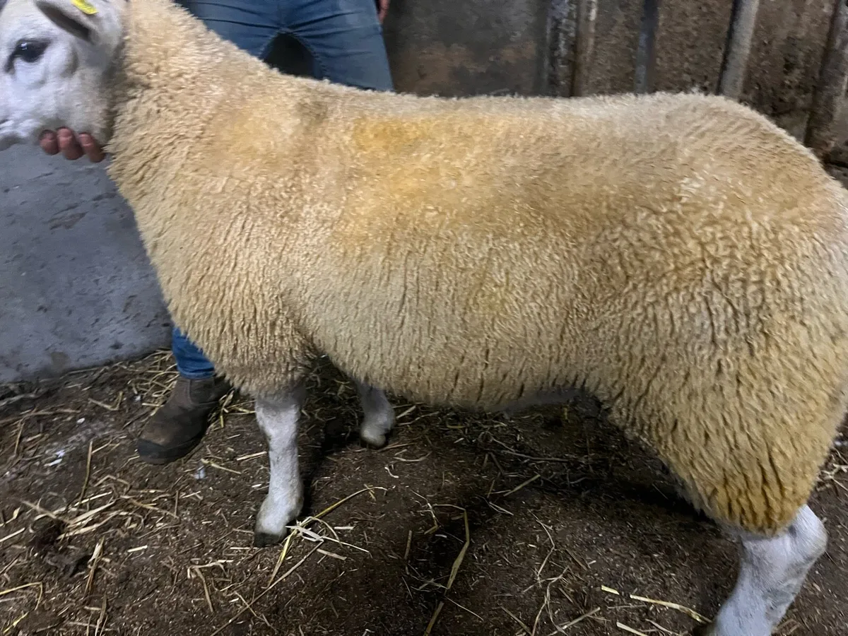 🔥🔥Serious pbr texel ram lamb for sale 🔥🔥 - Image 3