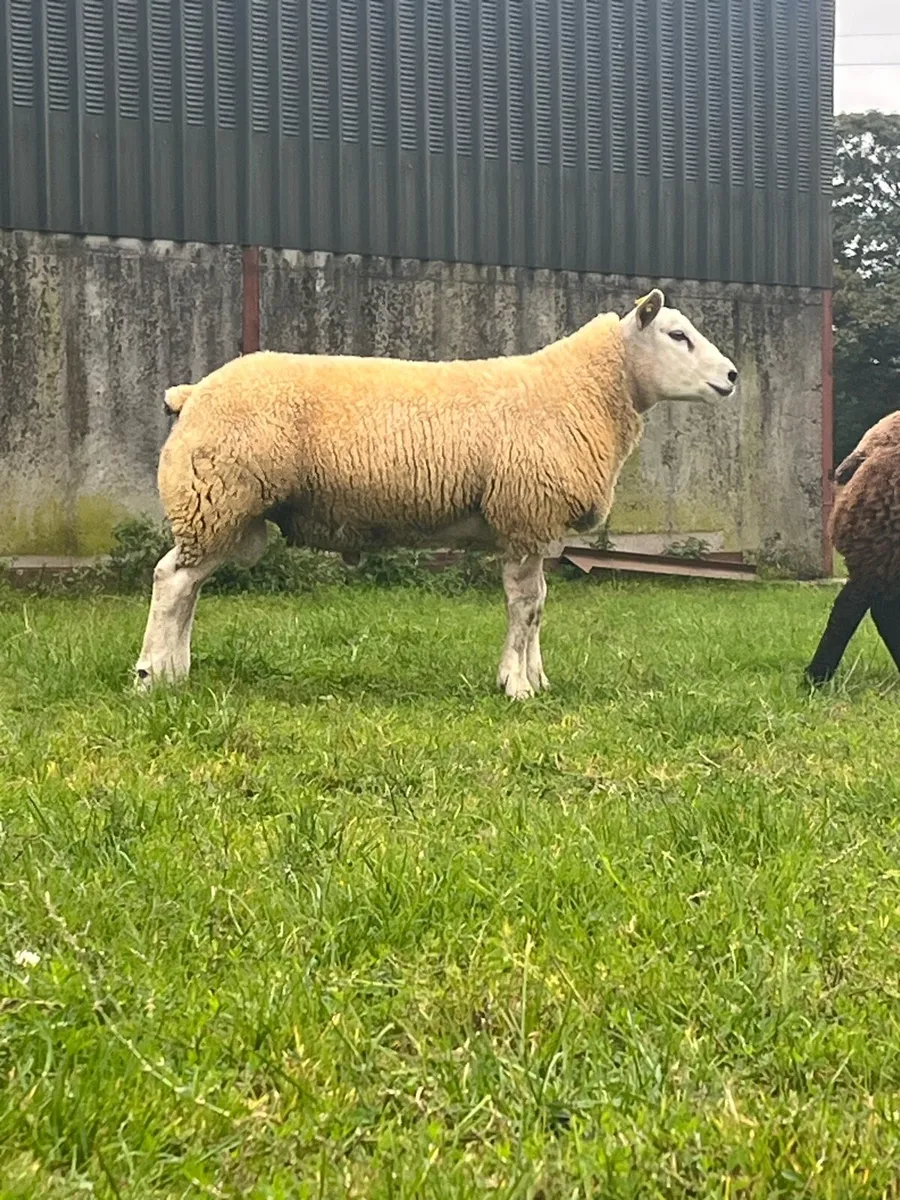 🔥🔥Serious pbr texel ram lamb for sale 🔥🔥 - Image 4