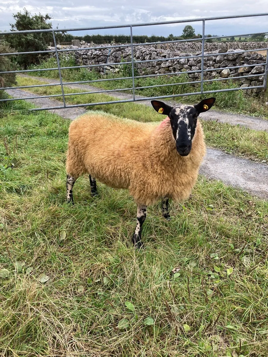 Milford hogget ram - Image 1