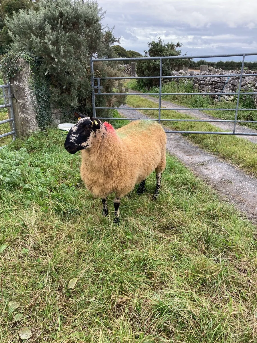 Milford hogget ram - Image 2