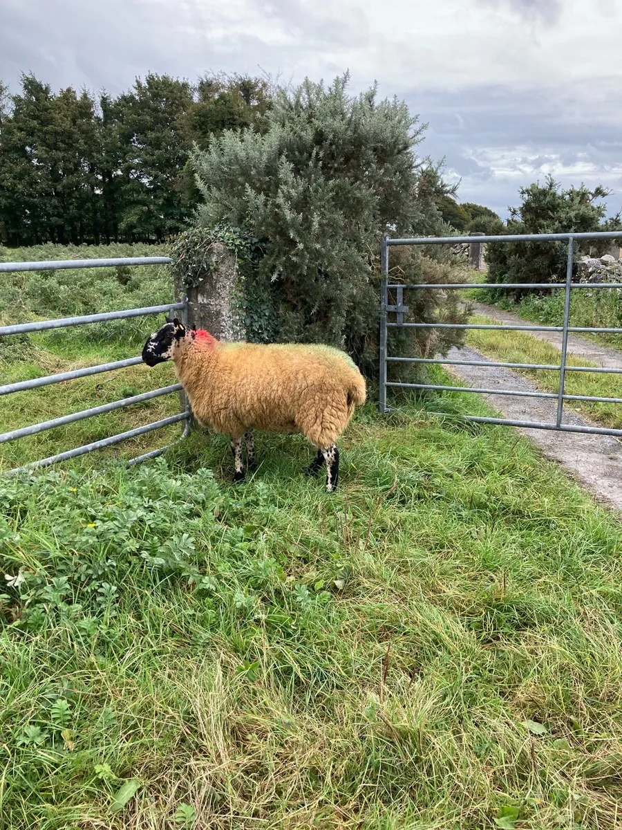 Milford hogget ram - Image 3
