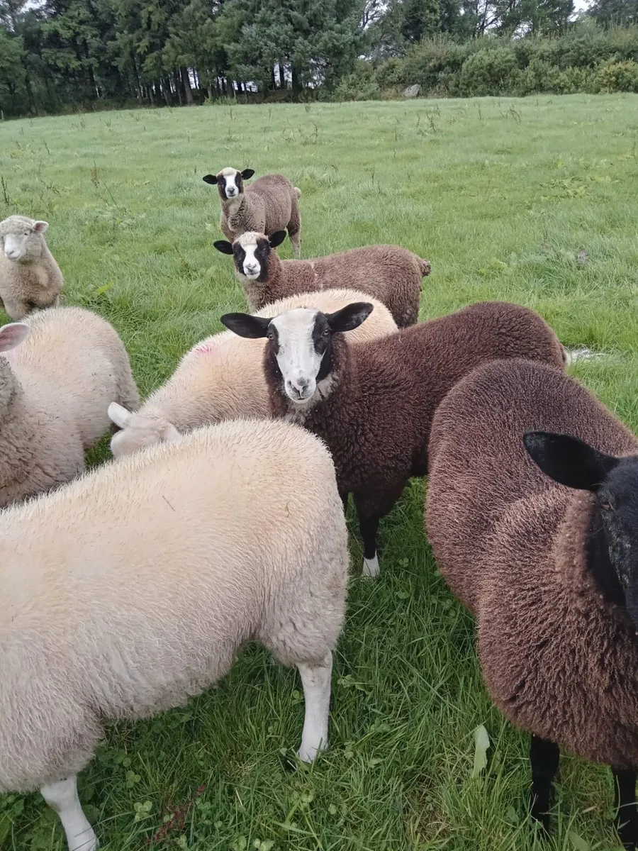 Dorset X Zwartble Ewe Lambs - Image 2
