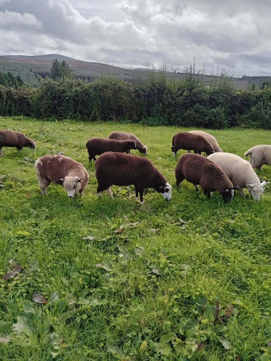 Dorset X Zwartble Ewe Lambs - Image 3