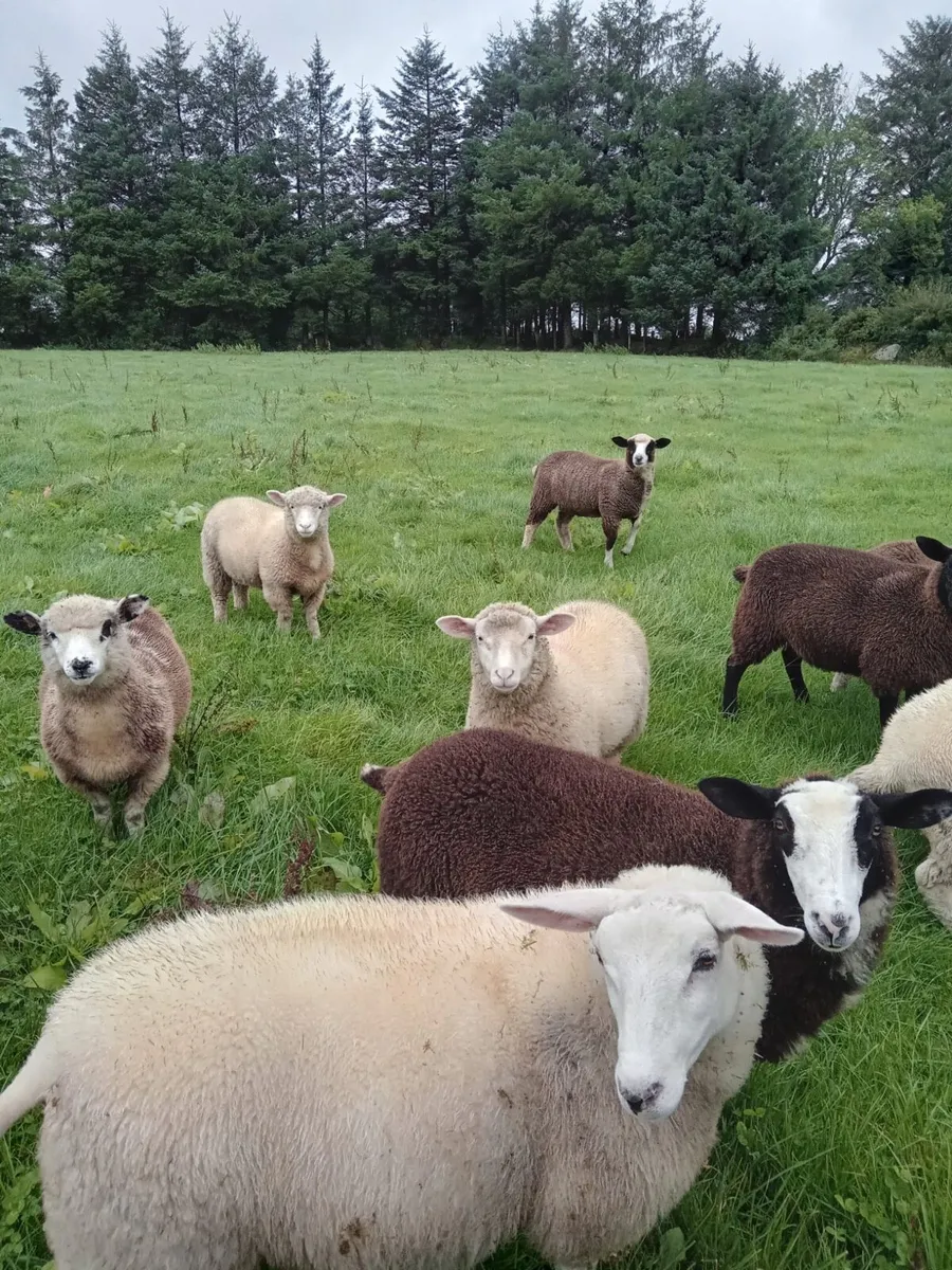 Dorset X Zwartble Ewe Lambs - Image 1