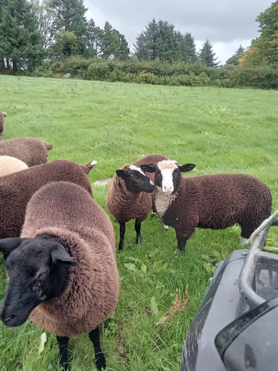 Dorset X Zwartble Ewe Lambs - Image 4