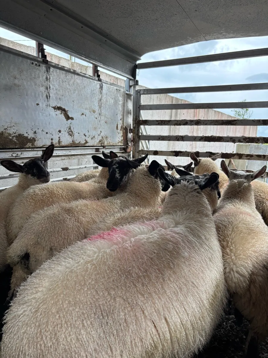 Suffolk X Ewe lambs - Image 1