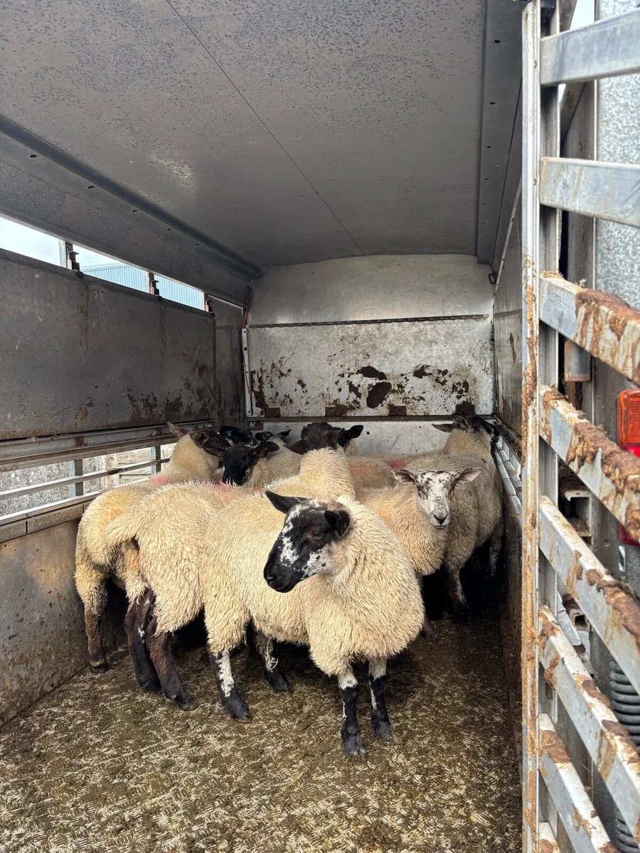 Suffolk X Ewe lambs - Image 2