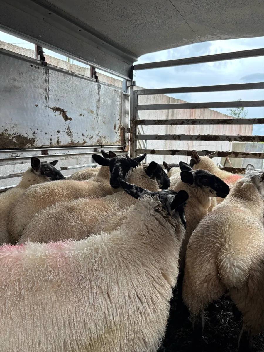 Suffolk X Ewe lambs - Image 3