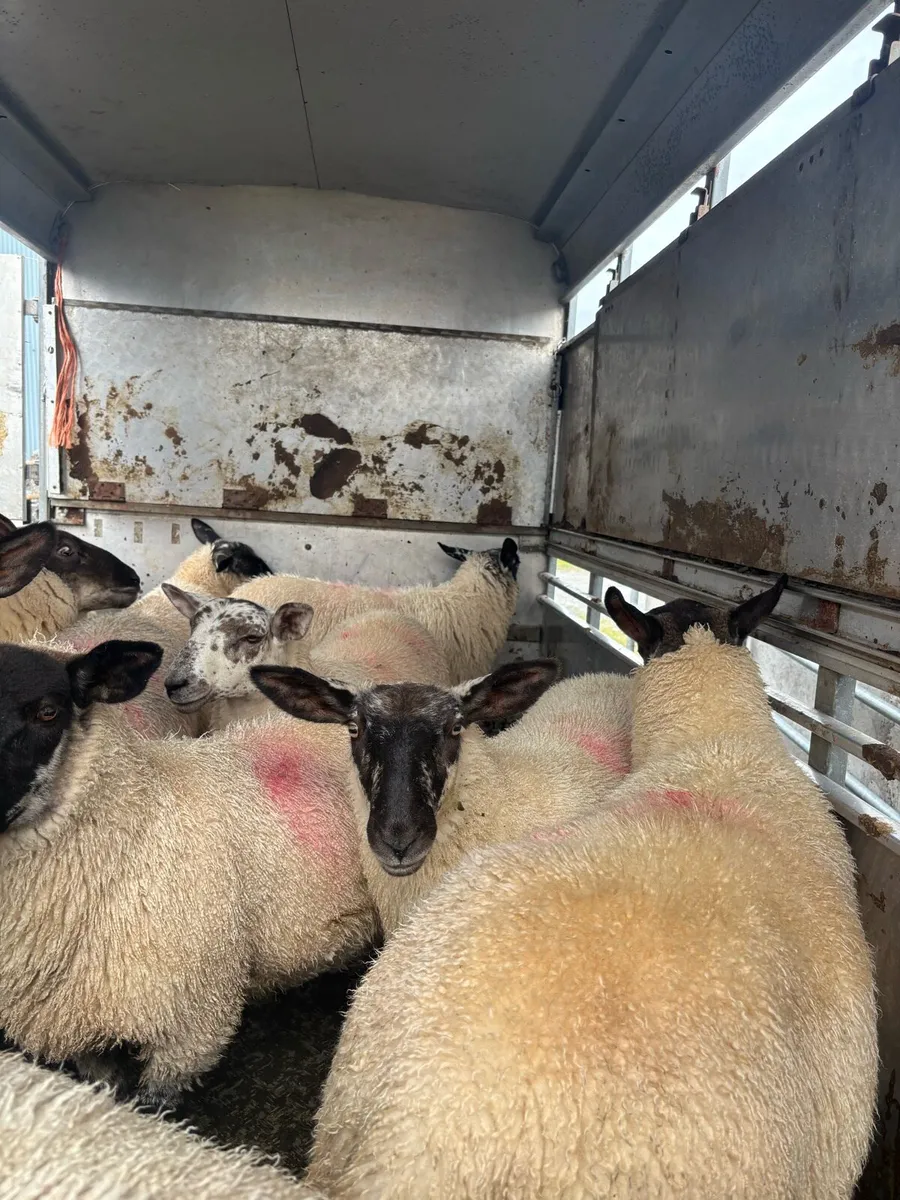 Suffolk X Ewe lambs - Image 4