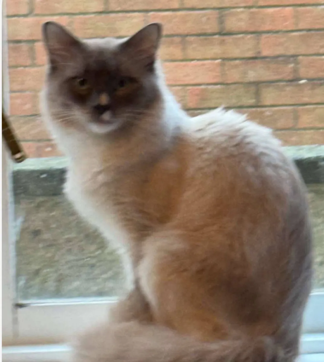 Ragdoll kittens ( Only 1 left ) Female - Image 4