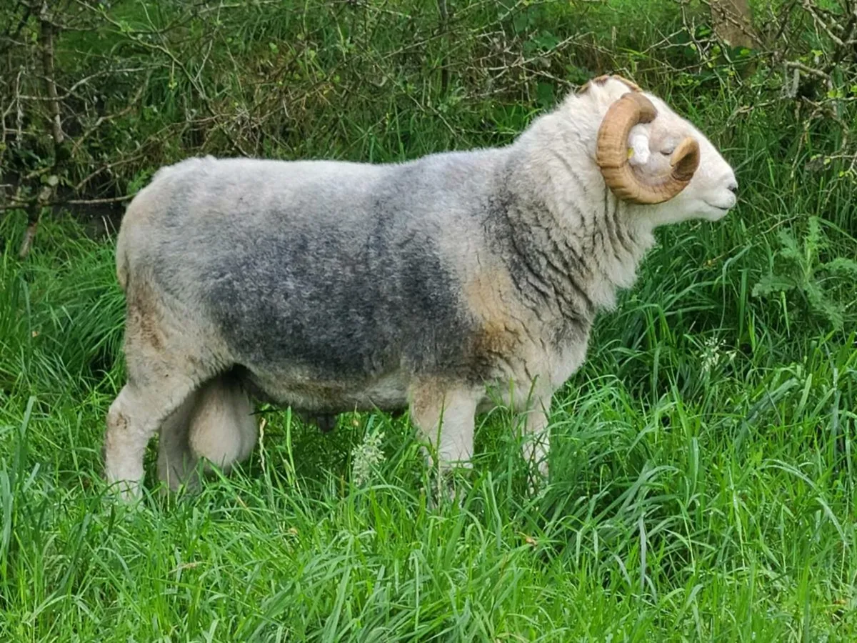 Herdwick Rams - Image 3