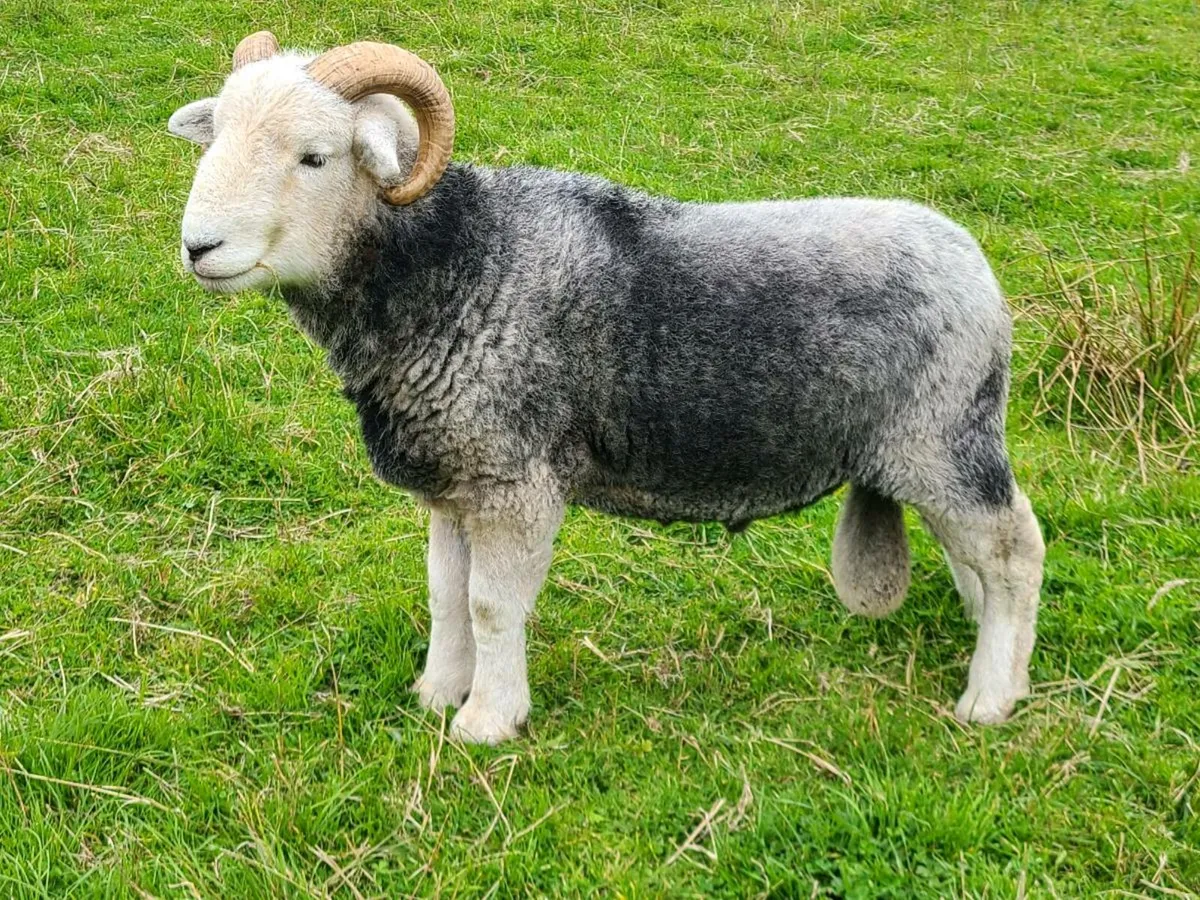 Herdwick Rams - Image 4