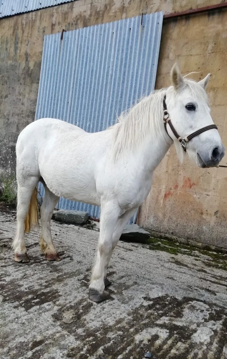 Mare 12.2 - Image 1