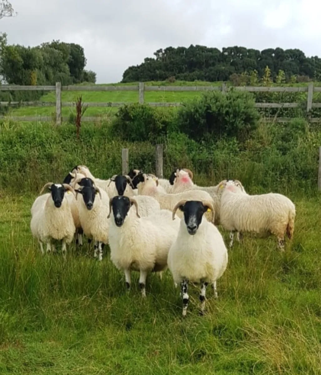 9 Hoggets