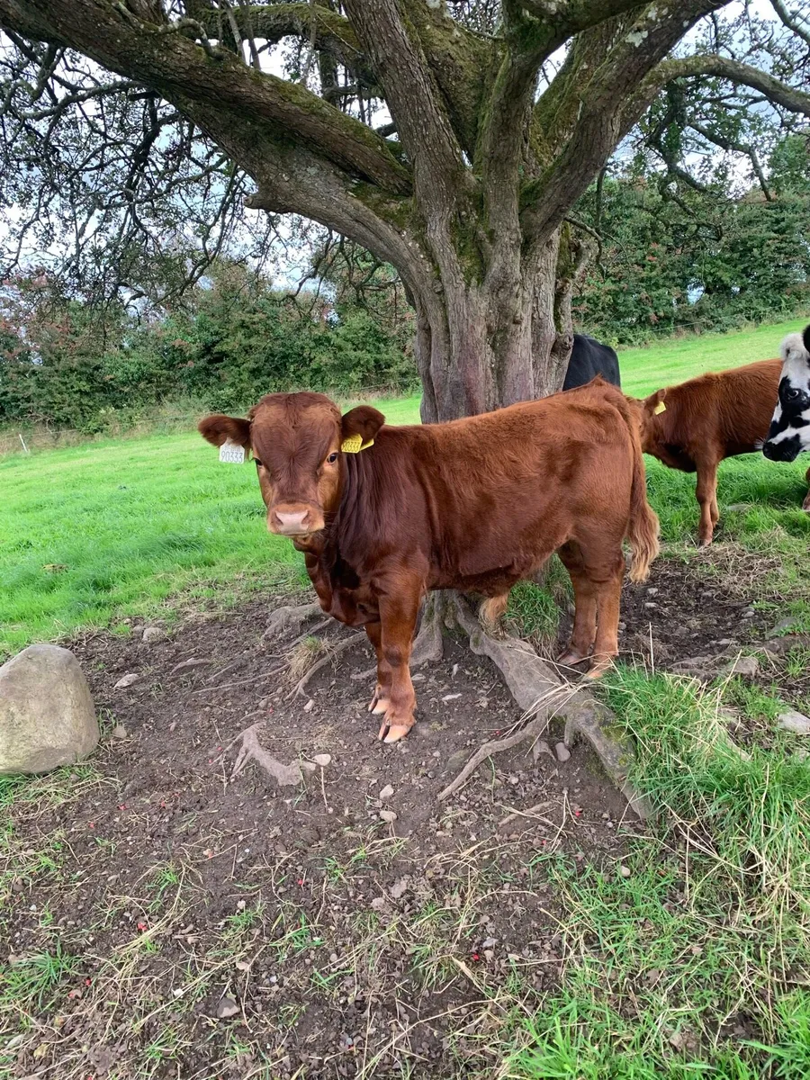 Young bulls - Image 1