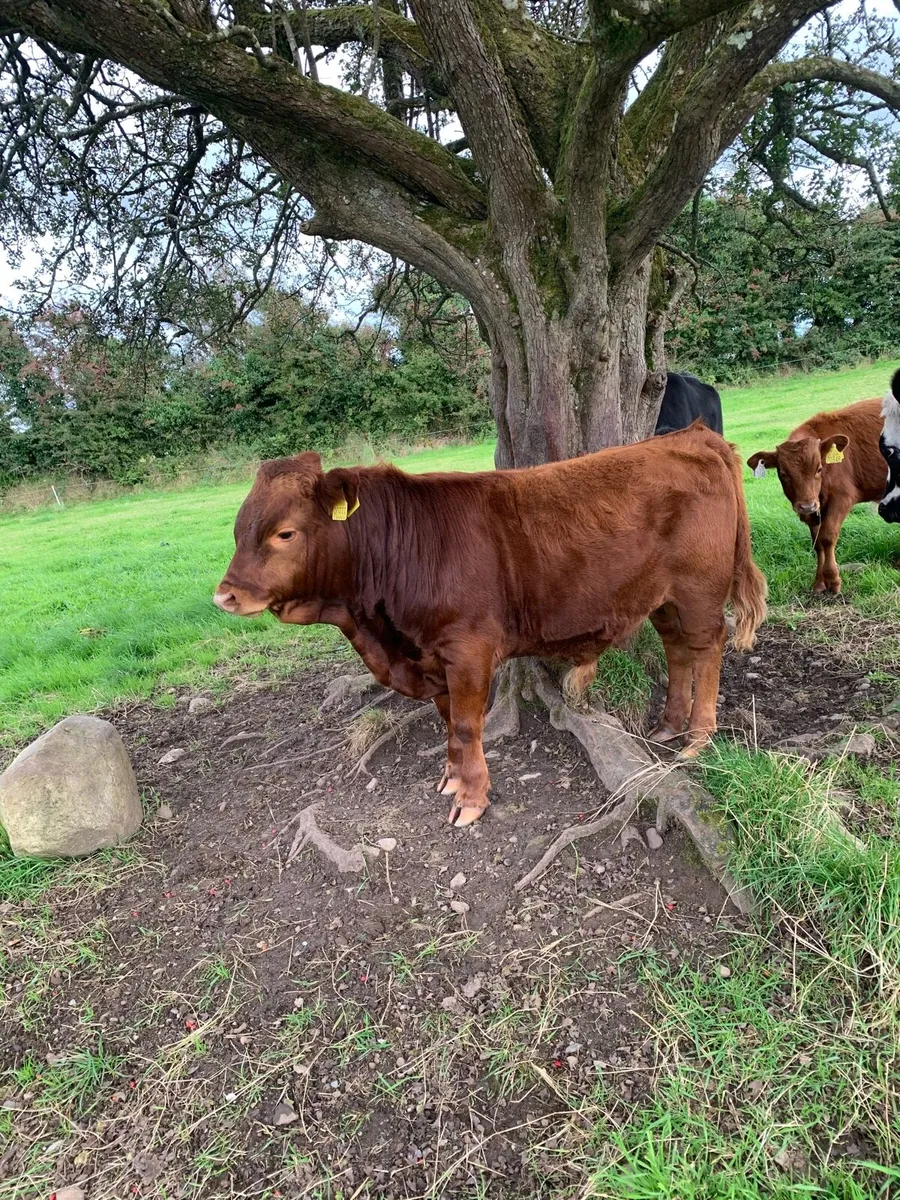 Young bulls - Image 2