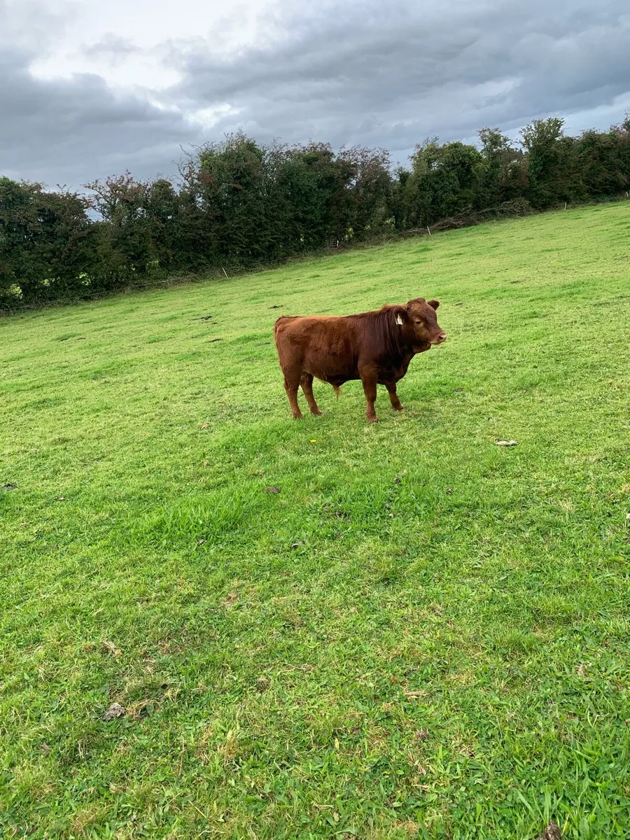 Young bulls - Image 3