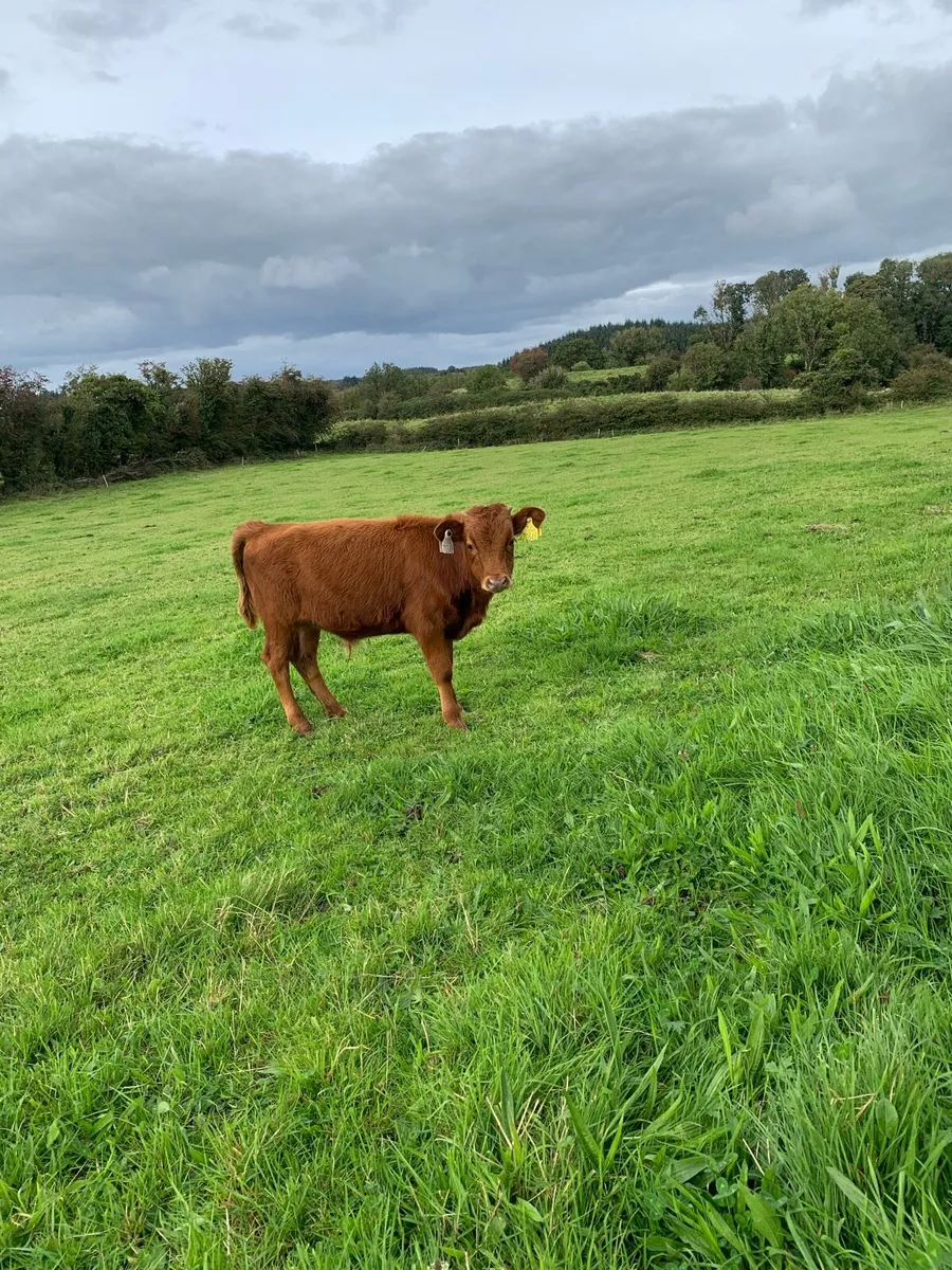 Young bulls - Image 4
