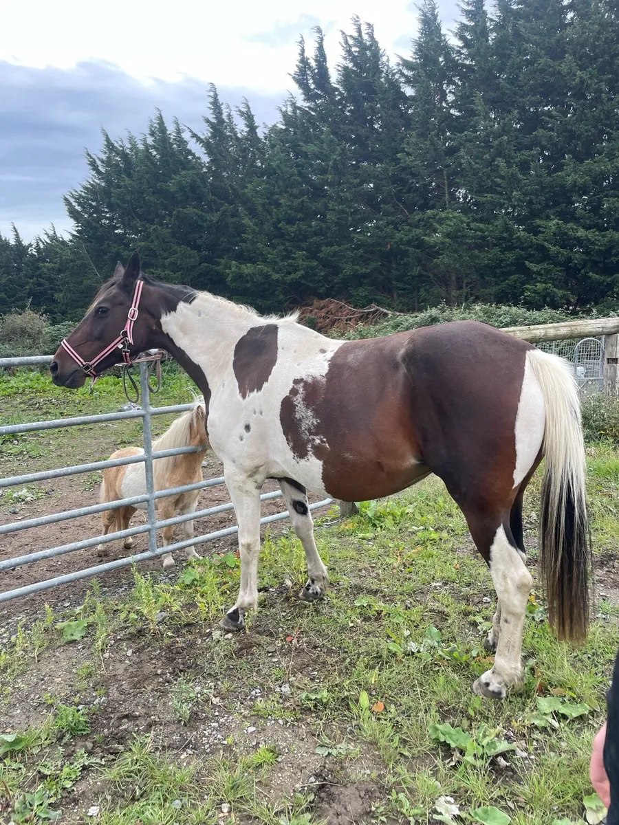 Riding / driving  mare - Image 2