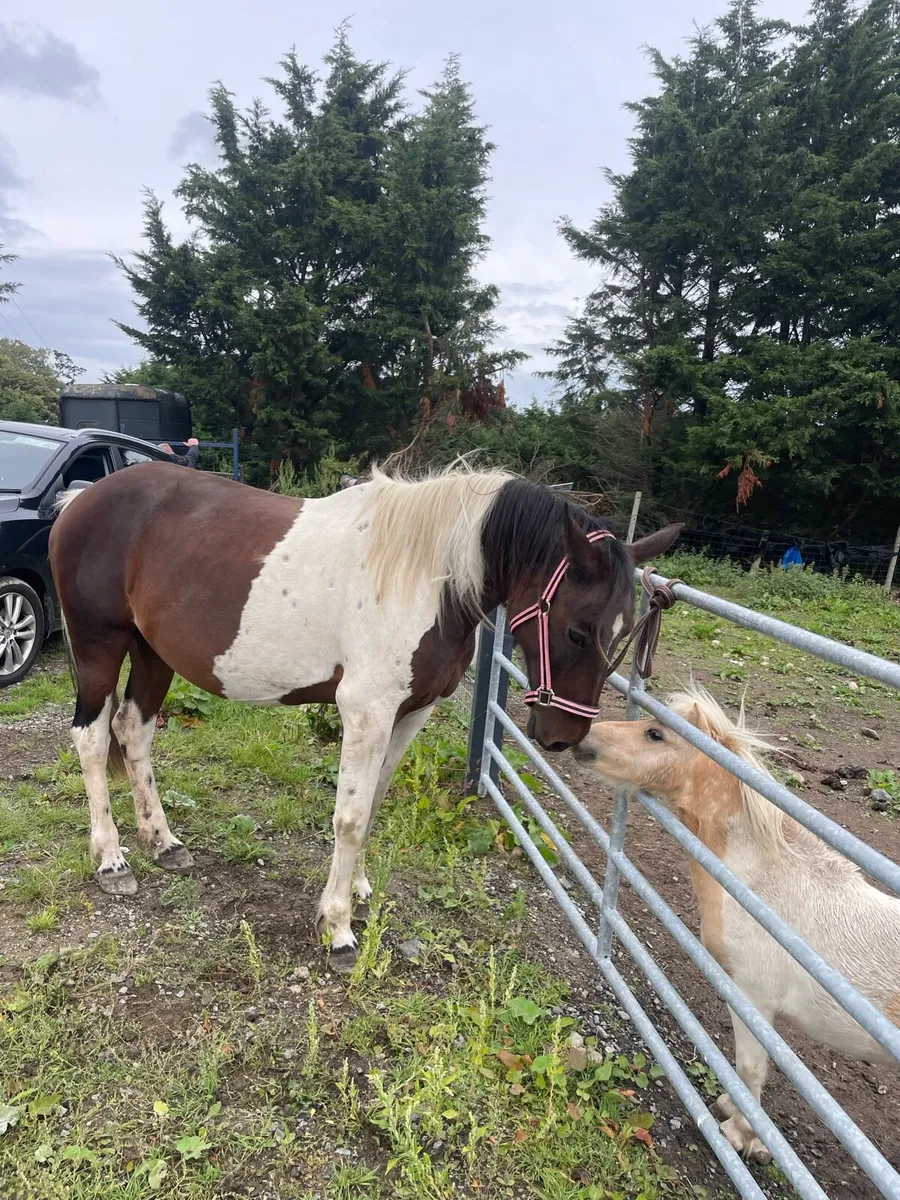 Riding / driving  mare - Image 3