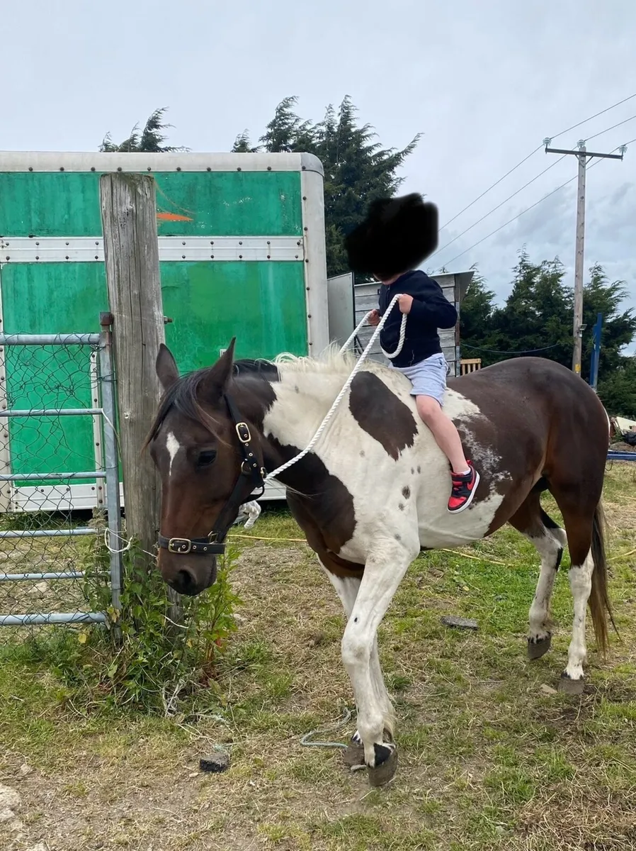Riding / driving  mare - Image 1