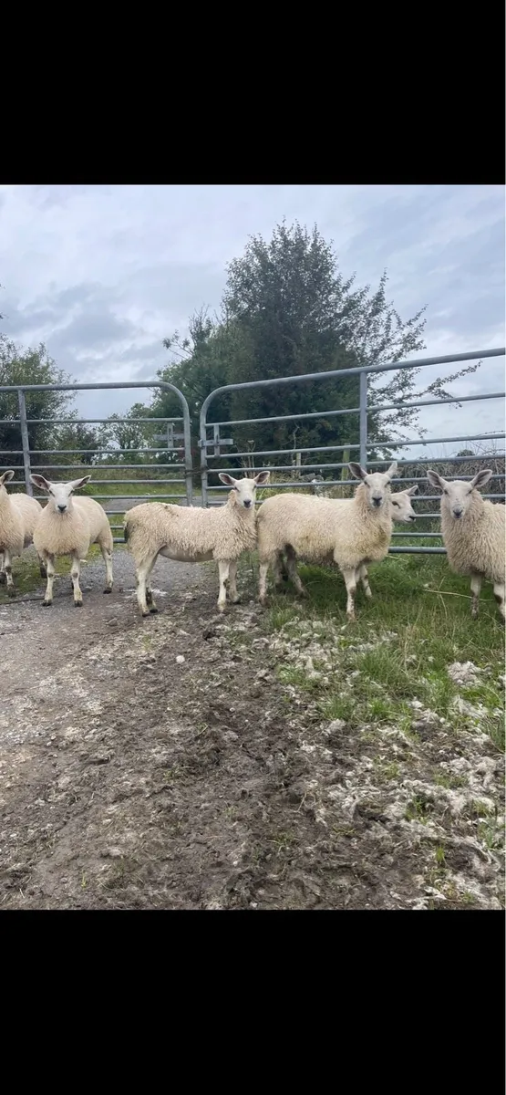 Ewe lambs - Image 1