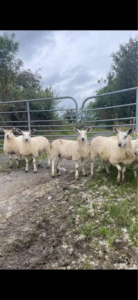 Ewe lambs - Image 2