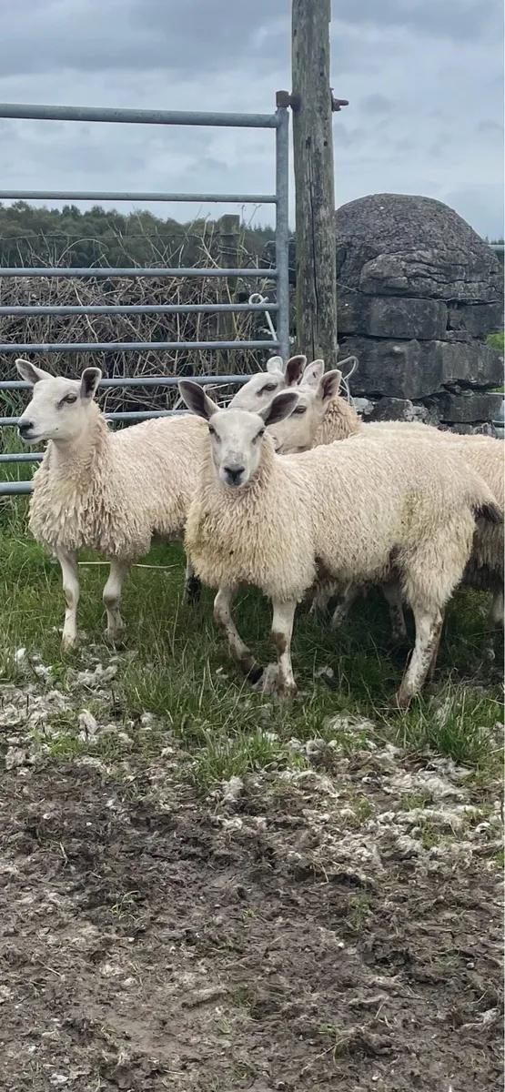 Ewe lambs - Image 3
