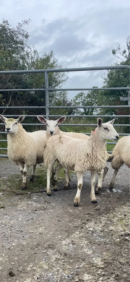 Ewe lambs - Image 4