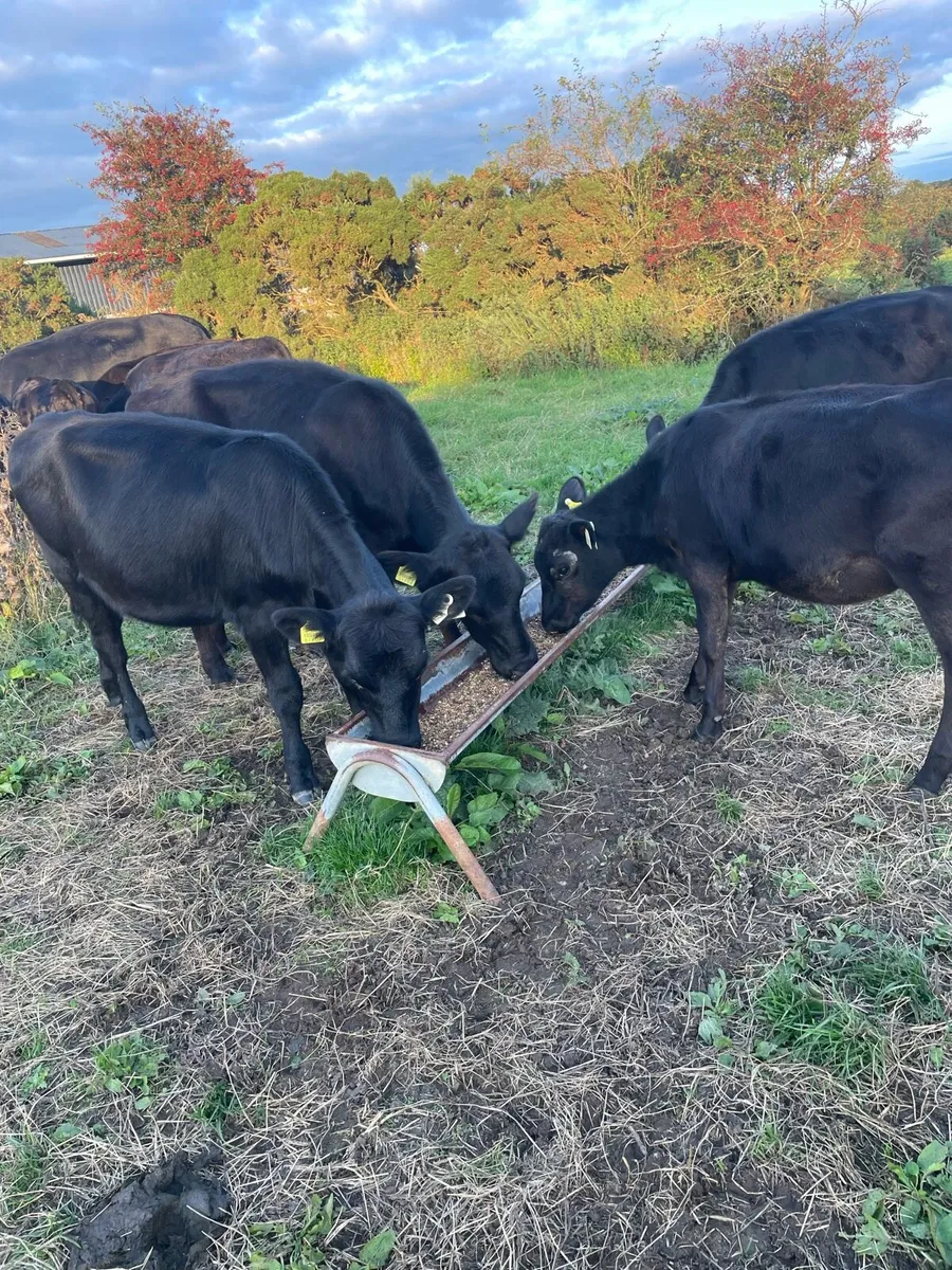 Weanling bulls and heifers - Image 2