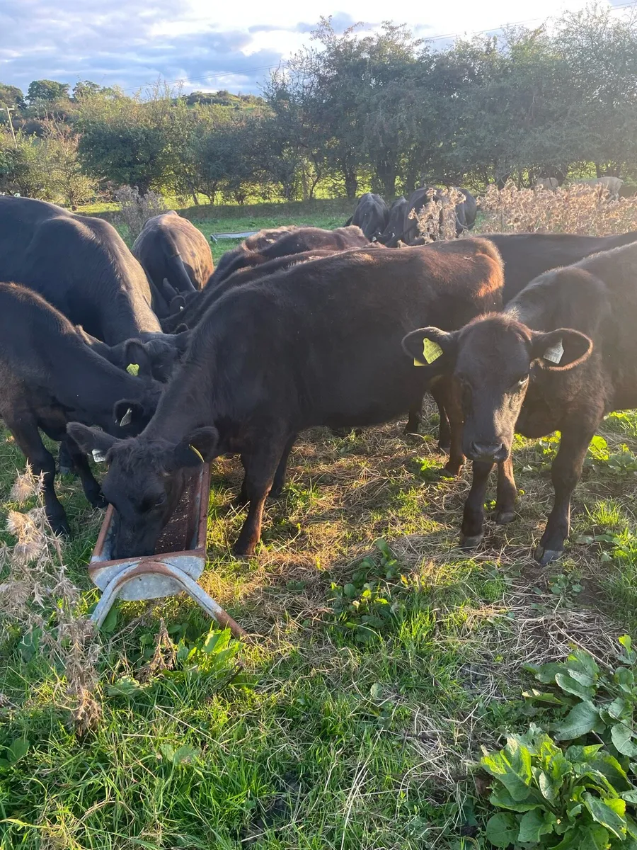 Weanling bulls and heifers - Image 3