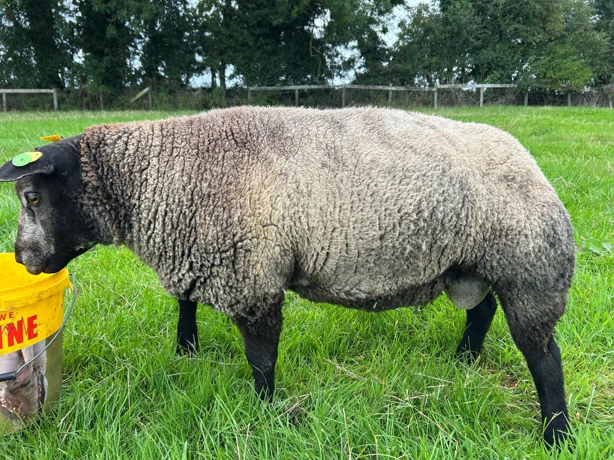 2 PB blue texel rams - Image 1