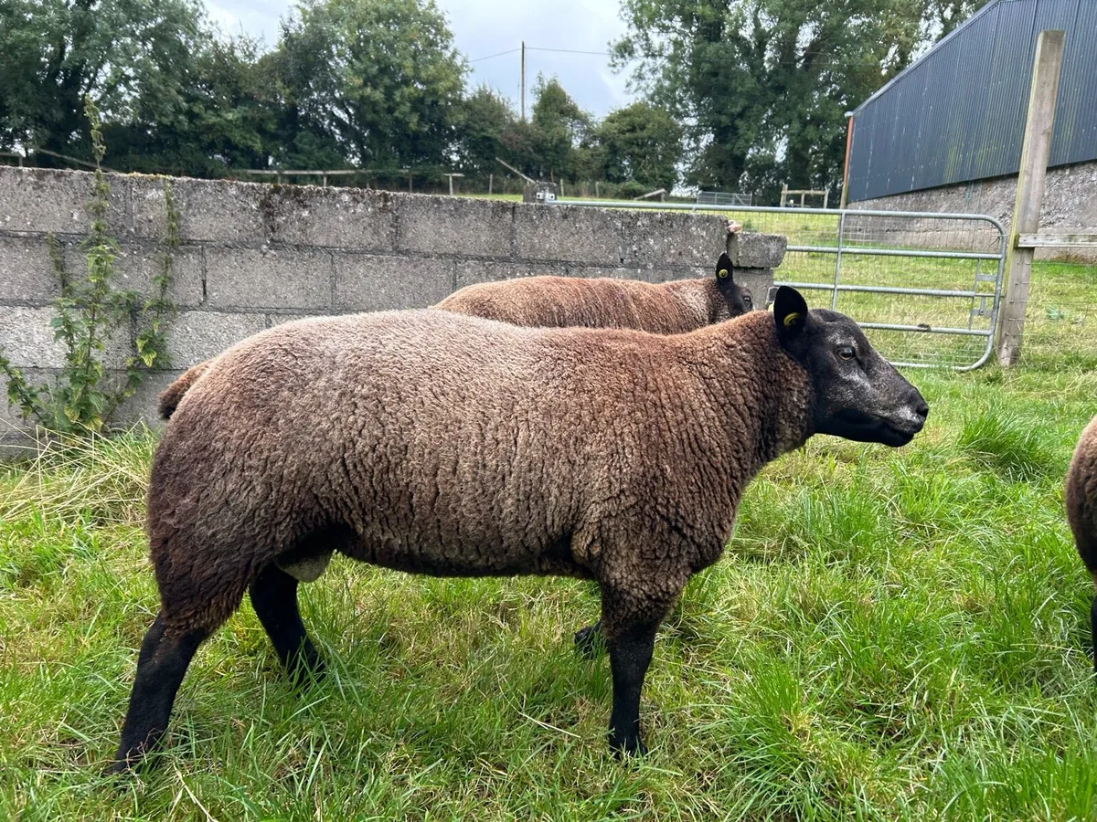 2 PB blue texel rams - Image 4