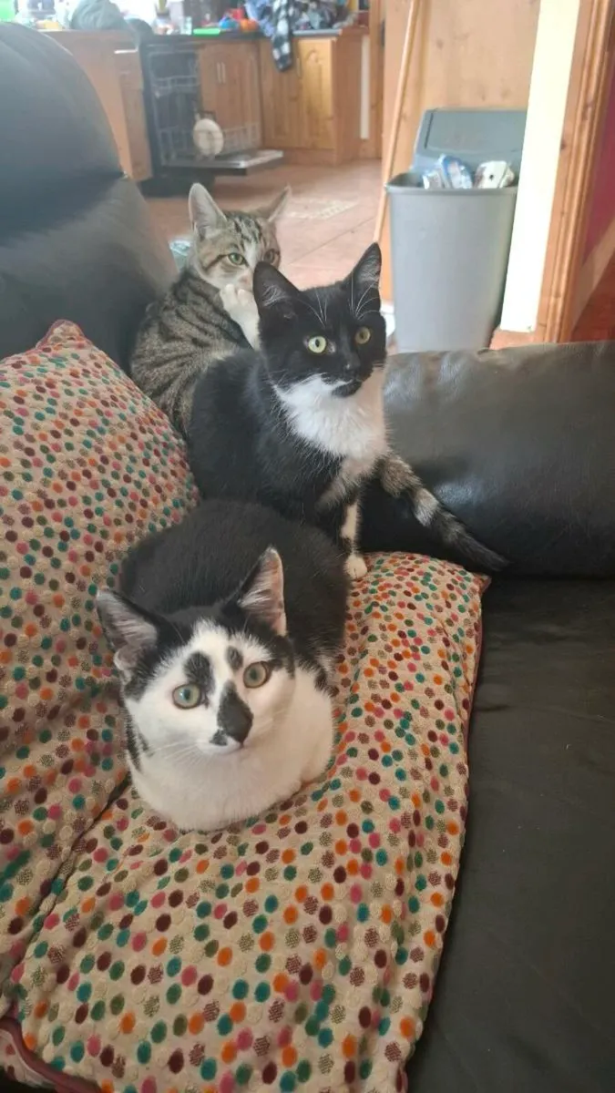 Kittens - Image 1
