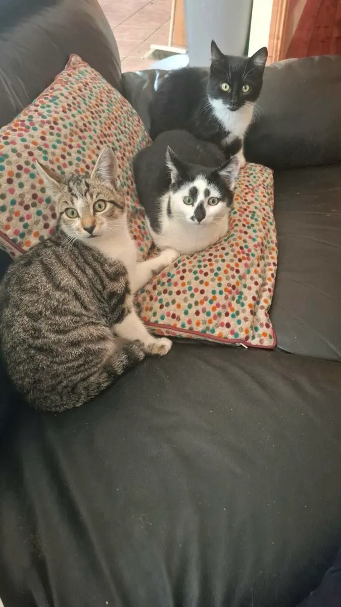 Kittens - Image 2