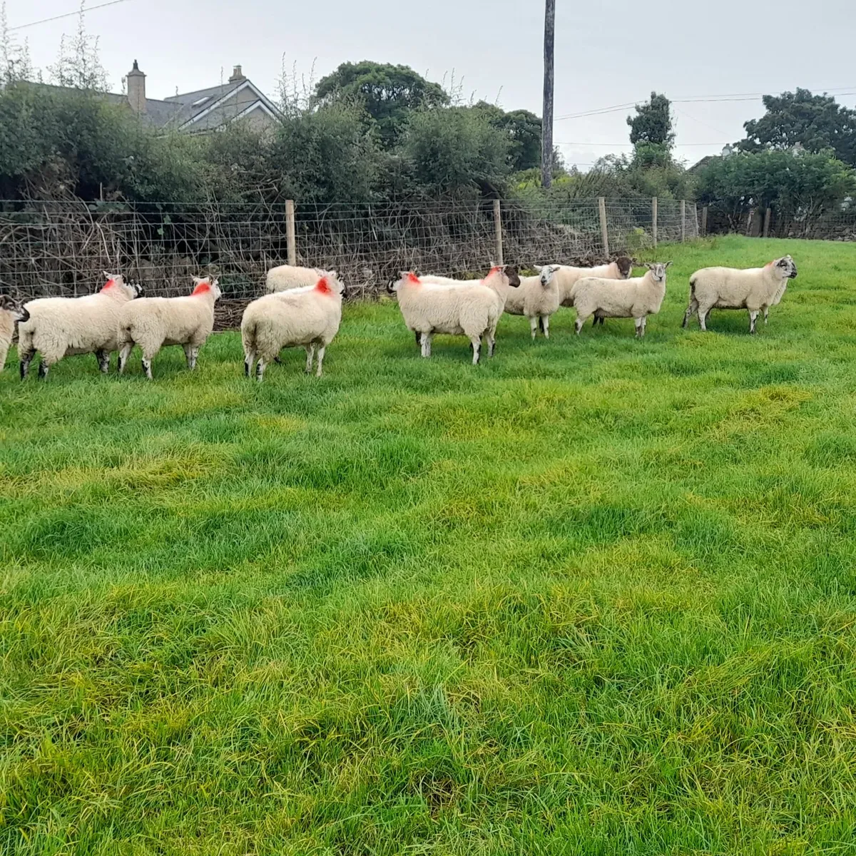 Quality Crossbred Brockie Hoggets - Image 2