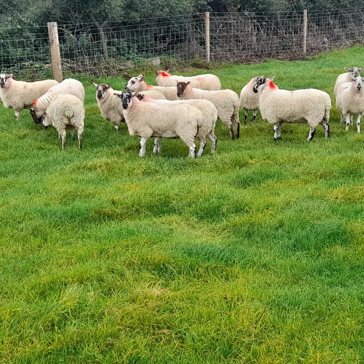 Quality Crossbred Brockie Hoggets - Image 1