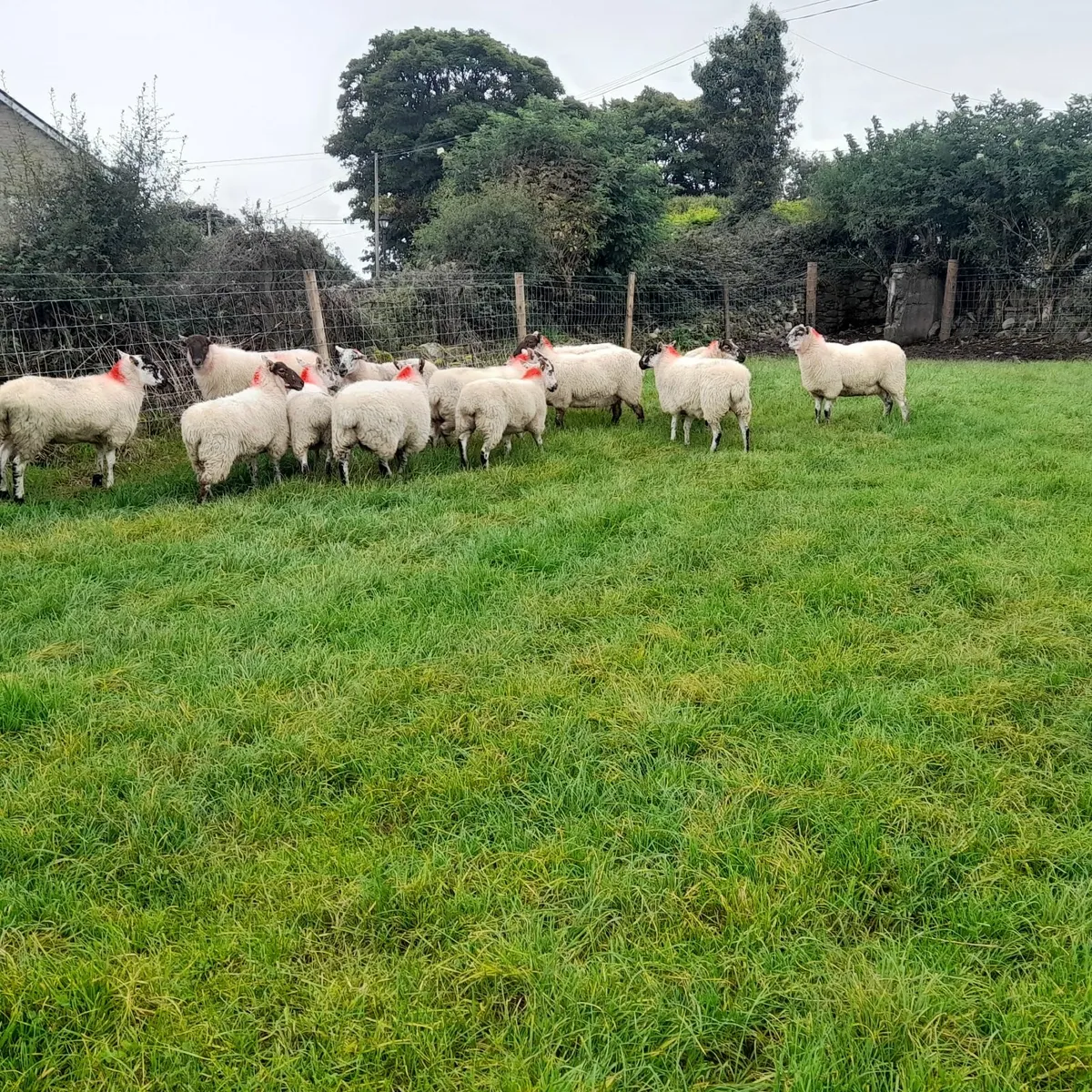 Quality Crossbred Brockie Hoggets - Image 3