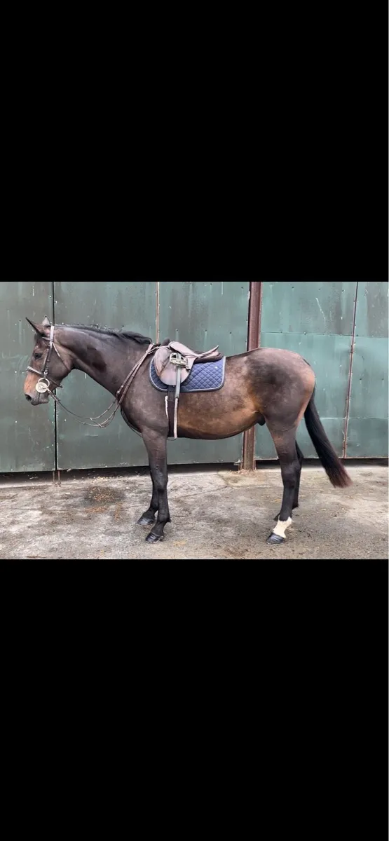 16,3h 5 year old gelding - Image 2