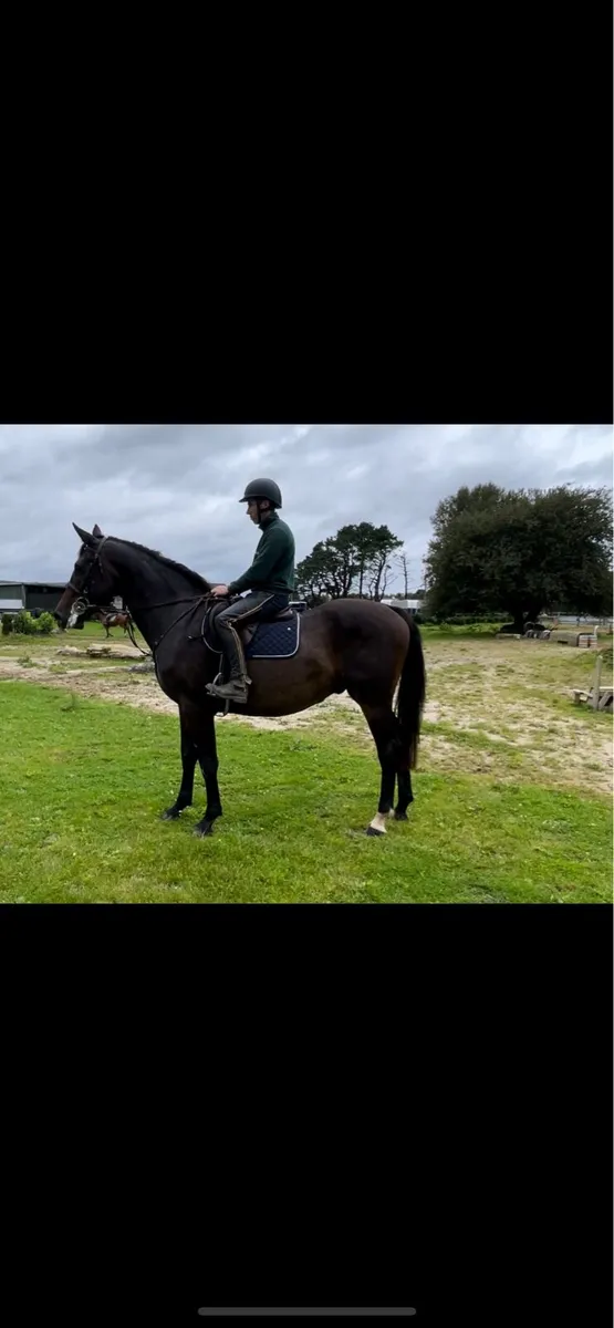 16,3h 5 year old gelding - Image 1