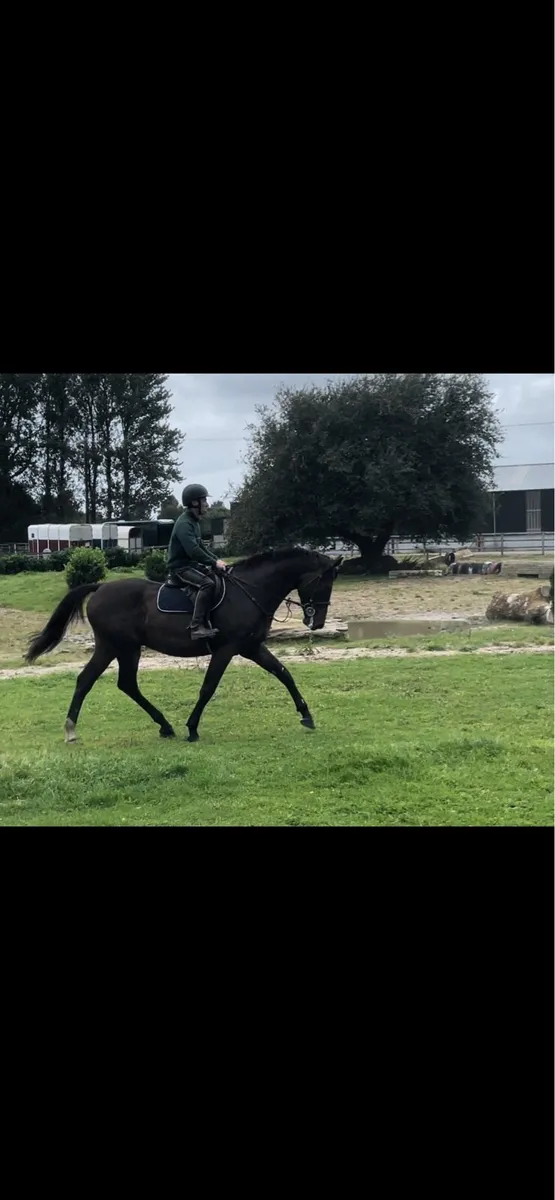 16,3h 5 year old gelding - Image 3
