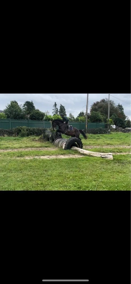 16,3h 5 year old gelding - Image 4