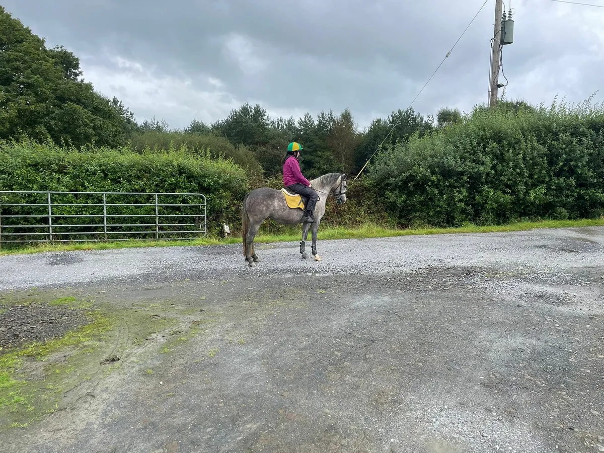 3 year old Part Bred Connemara - Image 2