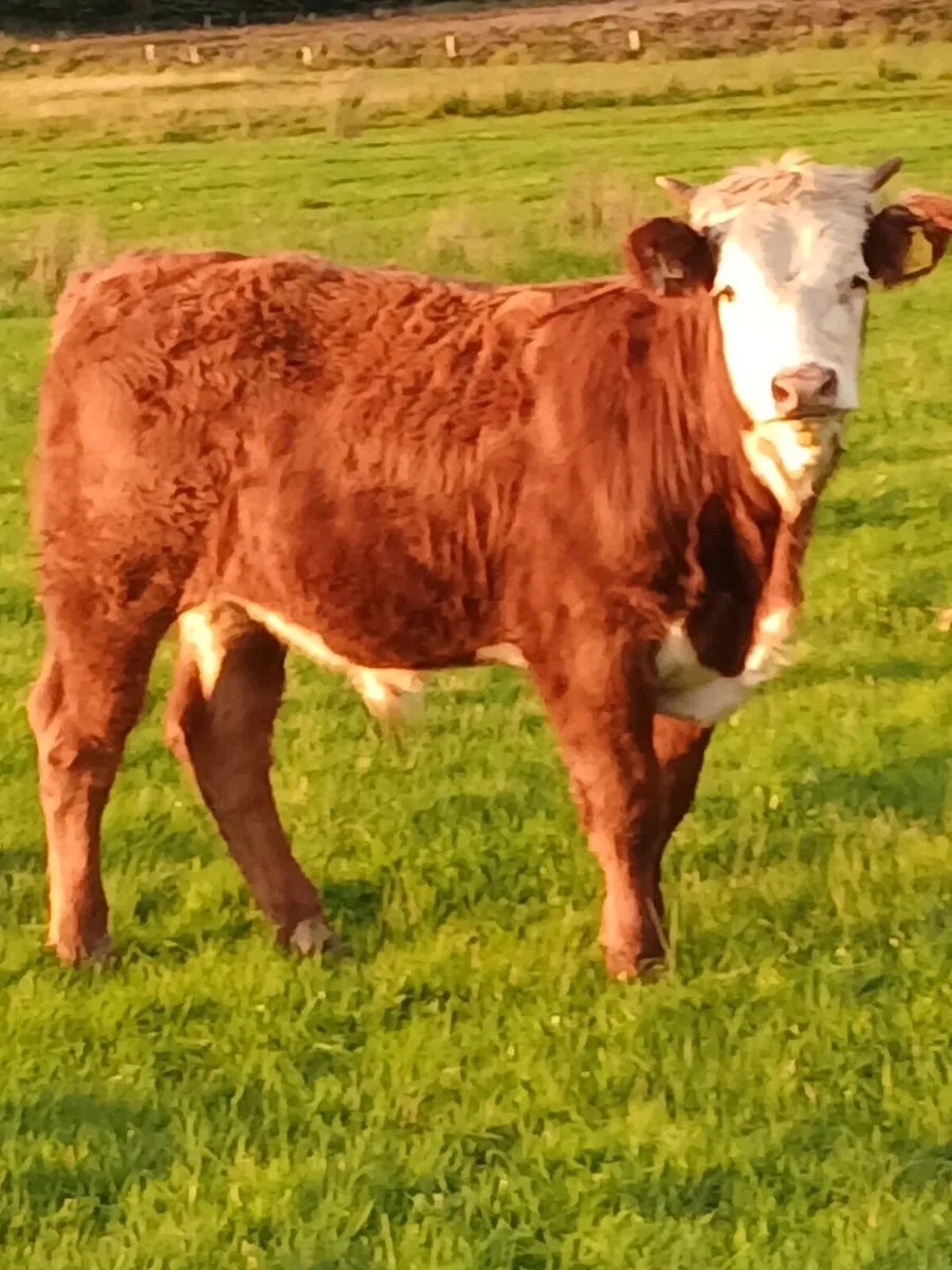 100% Organic bullocks - Image 1