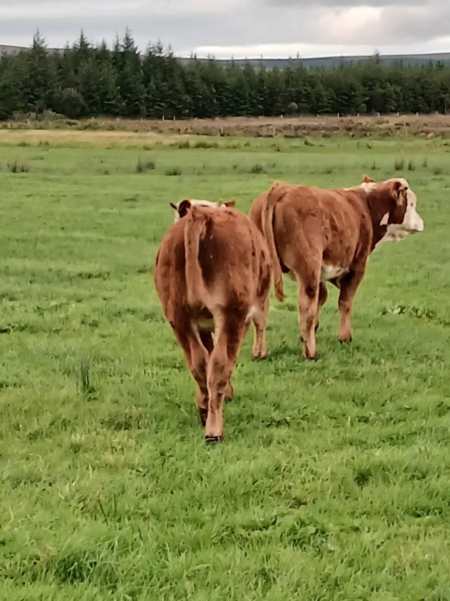 100% Organic bullocks - Image 2