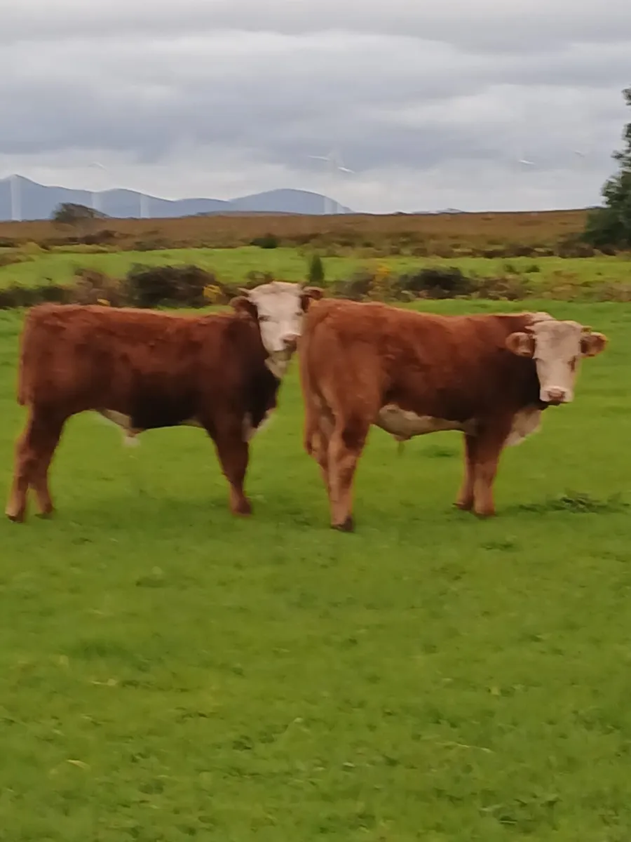 100% Organic bullocks - Image 3
