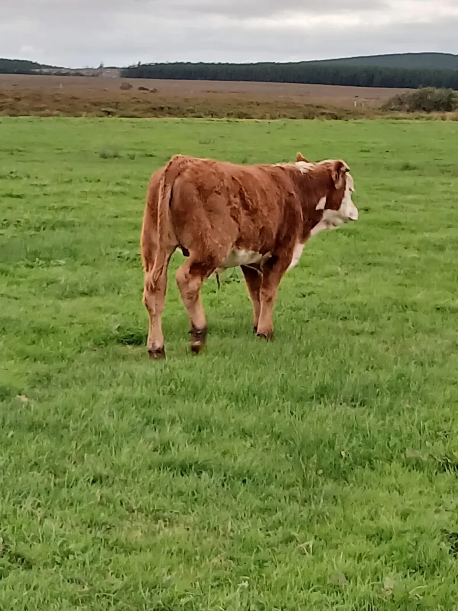 100% Organic bullocks - Image 4