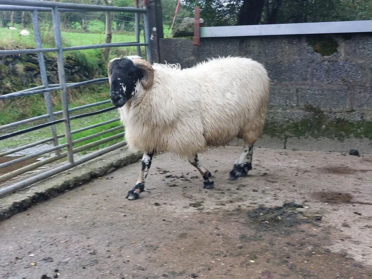 SIS approved scotch hogget ram - Image 2