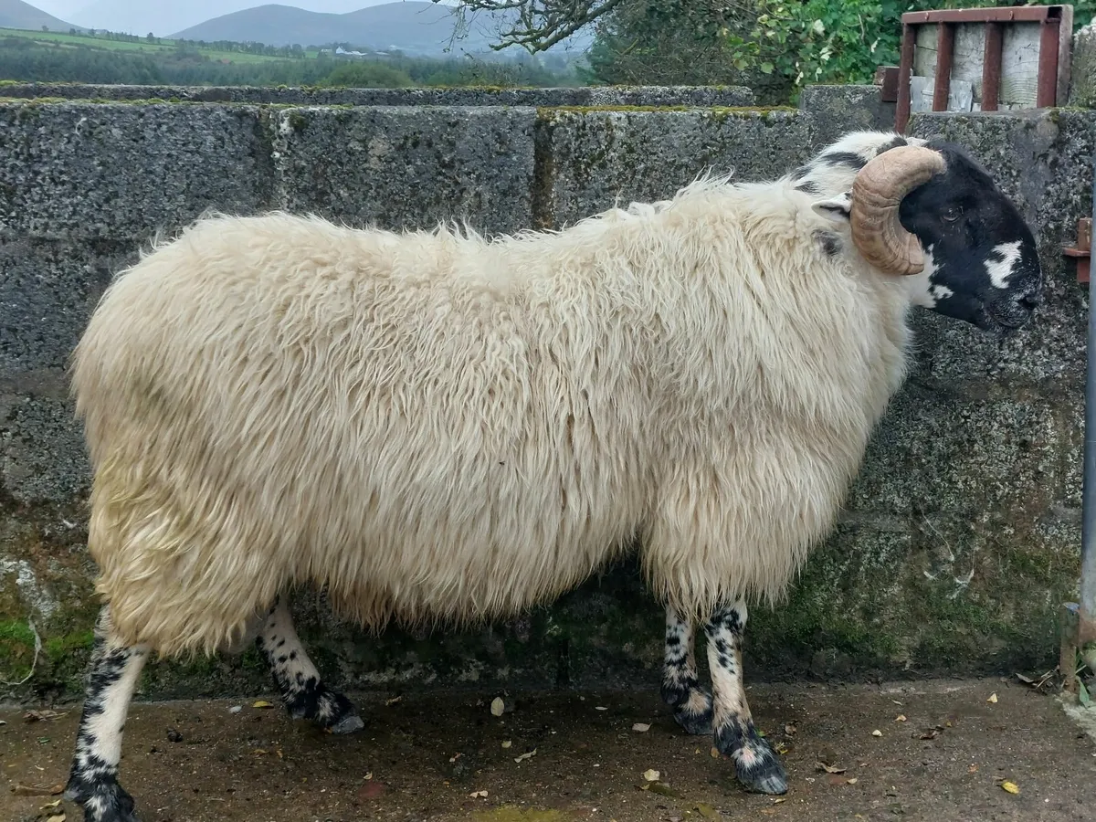 SIS approved scotch hogget ram - Image 3